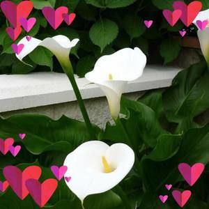 Meet your Posher, Martha